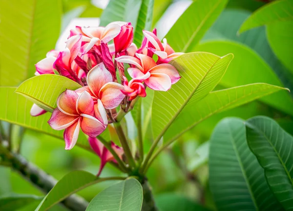 Flor vermelha de frangipani — Fotografia de Stock