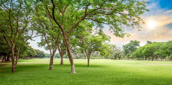 Albero nel campo da golf — Foto Stock