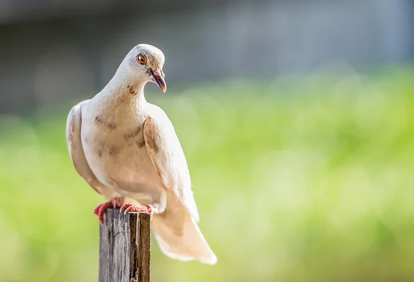 Pigeon bird — Stock Photo, Image