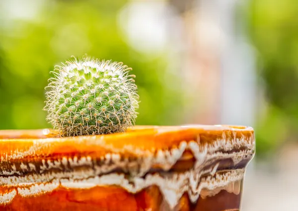 Cactus a forma di globo — Foto Stock