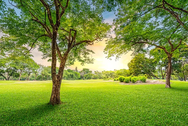 golf sahası içinde ağaç