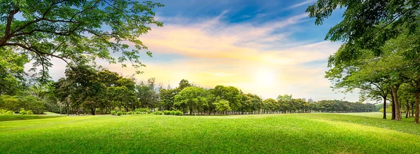 Baum auf Golfplatz — Stockfoto