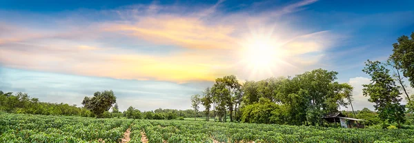 Maniok-Feld — Stockfoto