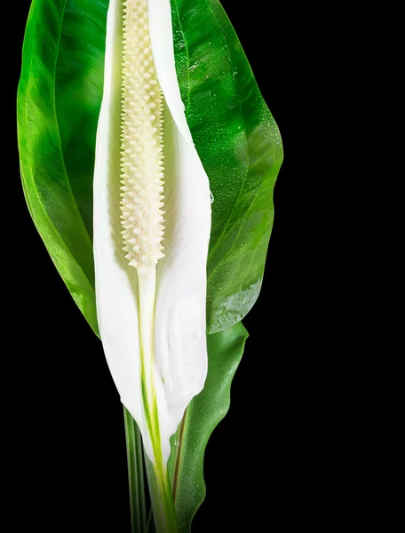 Fiore di caladio bianco — Foto Stock