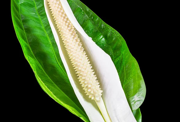 White caladium flower isolate — Stock Photo, Image