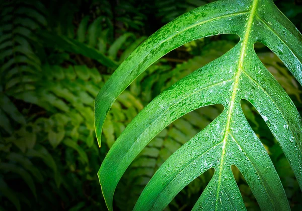 Caladium green leaf — Stock Photo, Image