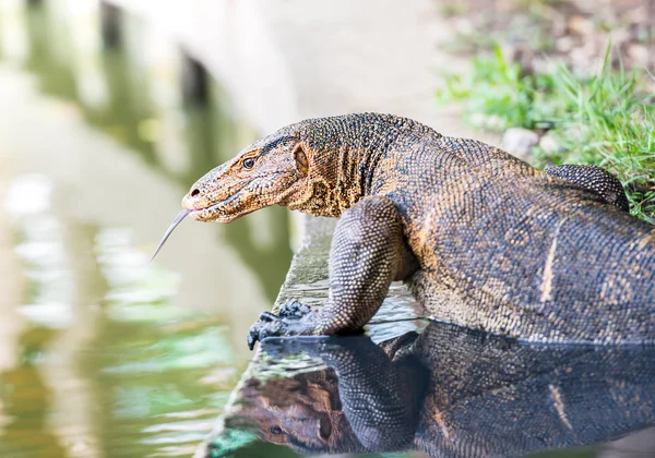 Water monitor — Stock Photo, Image