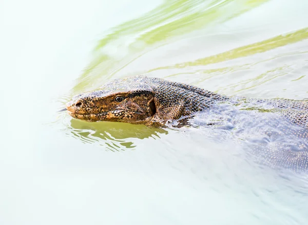 Moniteur d'eau — Photo