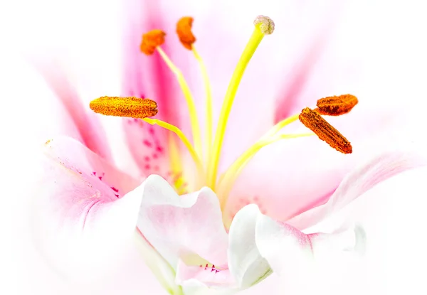 Pink lily flower — Stock Photo, Image