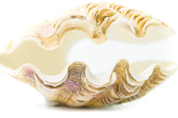 Sea shell — Stock Photo, Image