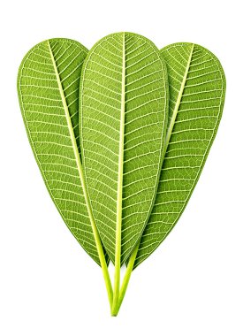 yeşil yaprak izole