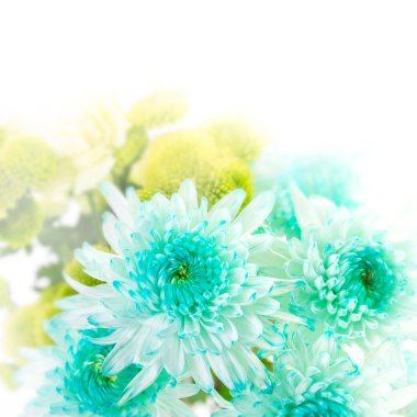 Aqua gerbera çiçek