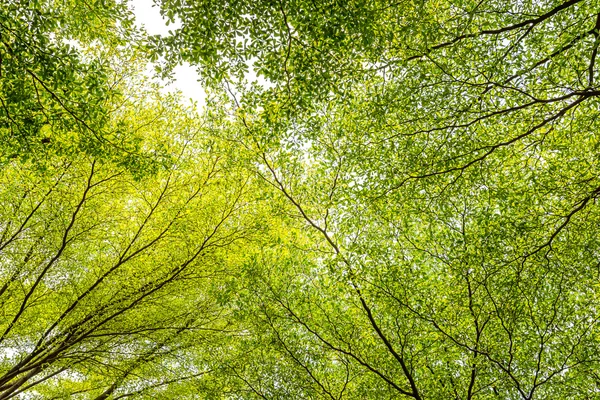 Árvore na floresta — Fotografia de Stock