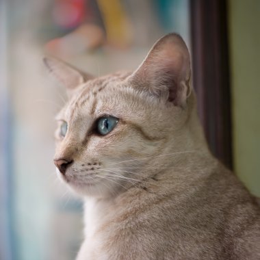 Asya kahverengi kedi