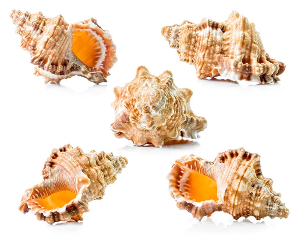 Sea shell group — Stock Photo, Image