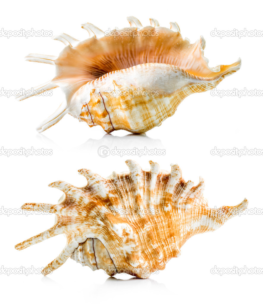 Sea shell group