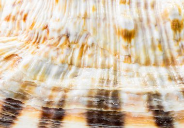 Deniz kabuğu arka plan