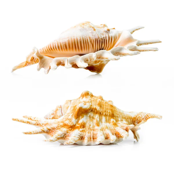 Группа морских раковин — стоковое фото