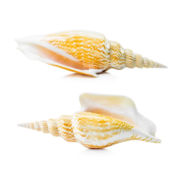 Sea shell groep — Stockfoto