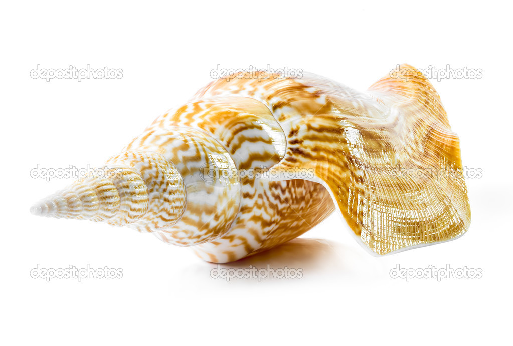 Sea shell