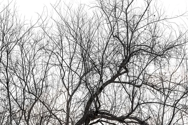Döda trädet — Stockfoto