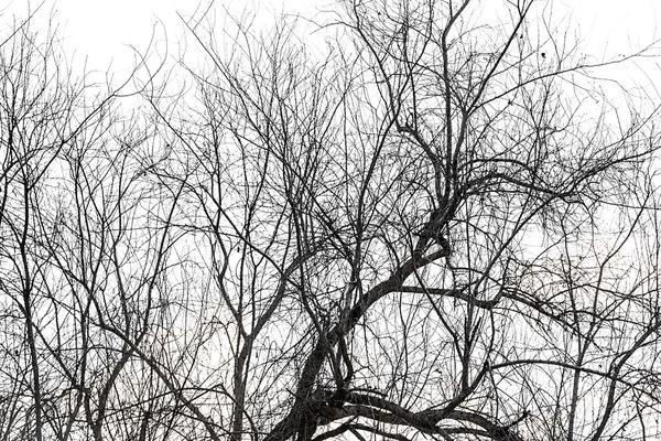 Árbol muerto — Foto de Stock