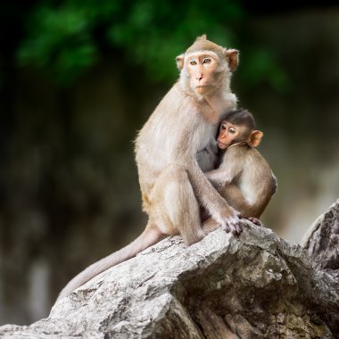 küçük maymun ve anne