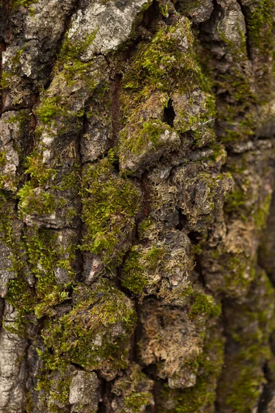 Mousse Verte Sur Écorce Arbre Mousse Naturelle Texture Fond — Photo