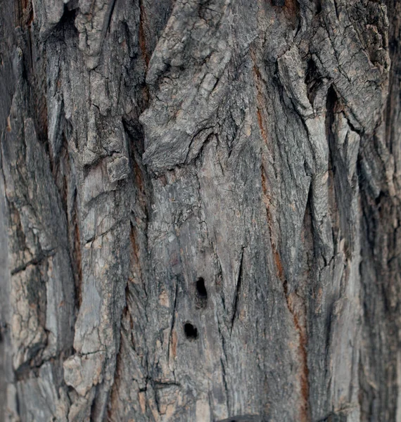 Texture Écorce Gaufrée Vieux Détails Motif Bois Arbre Macro Photographie — Photo