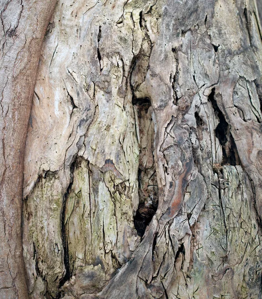 Texture Écorce Gaufrée Vieux Détails Motif Bois Arbre Macro Photographie — Photo