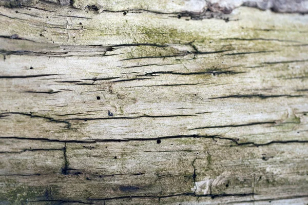 Texture Écorce Gaufrée Vieux Détails Motif Bois Arbre Macro Photographie — Photo