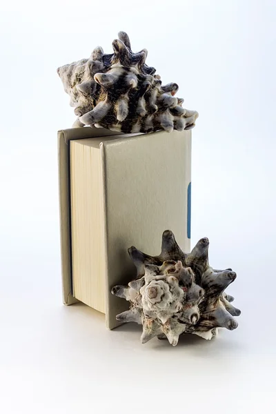 白い背景で隔離の貝が付いている本 — ストック写真