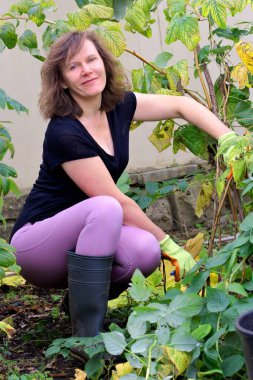 Ekim ayında ahududu çalılarından elde edilen yaşlı bitkilerin budanması, sağlıklı ve önemli bir yıllık mahsulle sonuçlanır.