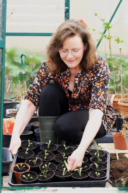 Mart ayı sonları Dahlia tohumları ekmek ve ekmek için ideal bir zamandır. Bu tohumlar da yumru tohumlardan yetiştirilebilir..