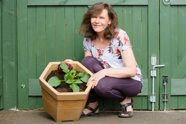 Saksıda yetişen yeni yıldız çiçekleri, Haziran ayı başlarında güvenli bir şekilde ekilmeden önce nisan ve mayıs aylarında hızla sertleşebilir..