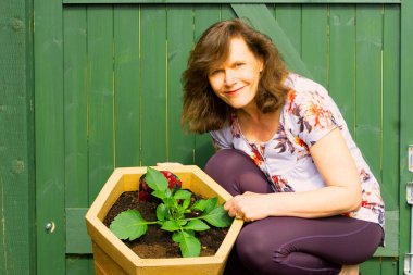 Saksıda yetişen yeni yıldız çiçekleri, Haziran ayı başlarında güvenli bir şekilde ekilmeden önce nisan ve mayıs aylarında hızla sertleşebilir..