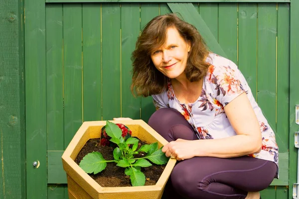 Saksıda yetişen yeni yıldız çiçekleri, Haziran ayı başlarında güvenli bir şekilde ekilmeden önce nisan ve mayıs aylarında hızla sertleşebilir..