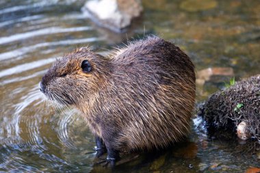 Prag 'da Nutria yaygındır ve Vitava Nehri' ndeki adaların etrafında bulunabilir..