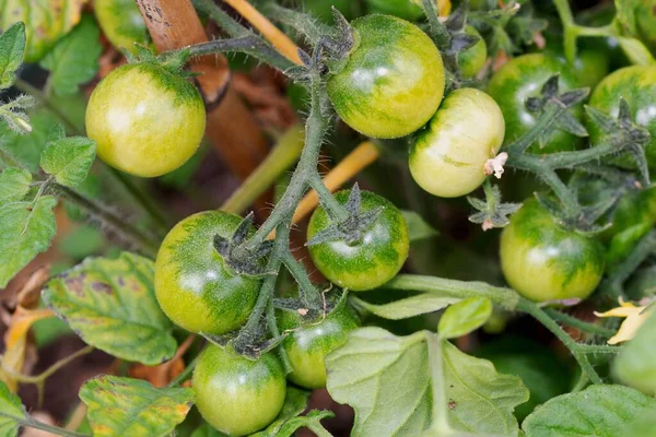 Cherry bush tomatoes cope well outside amidst a Northern British climate.  They always benefit from sunshine and can be moved around easily in pots.