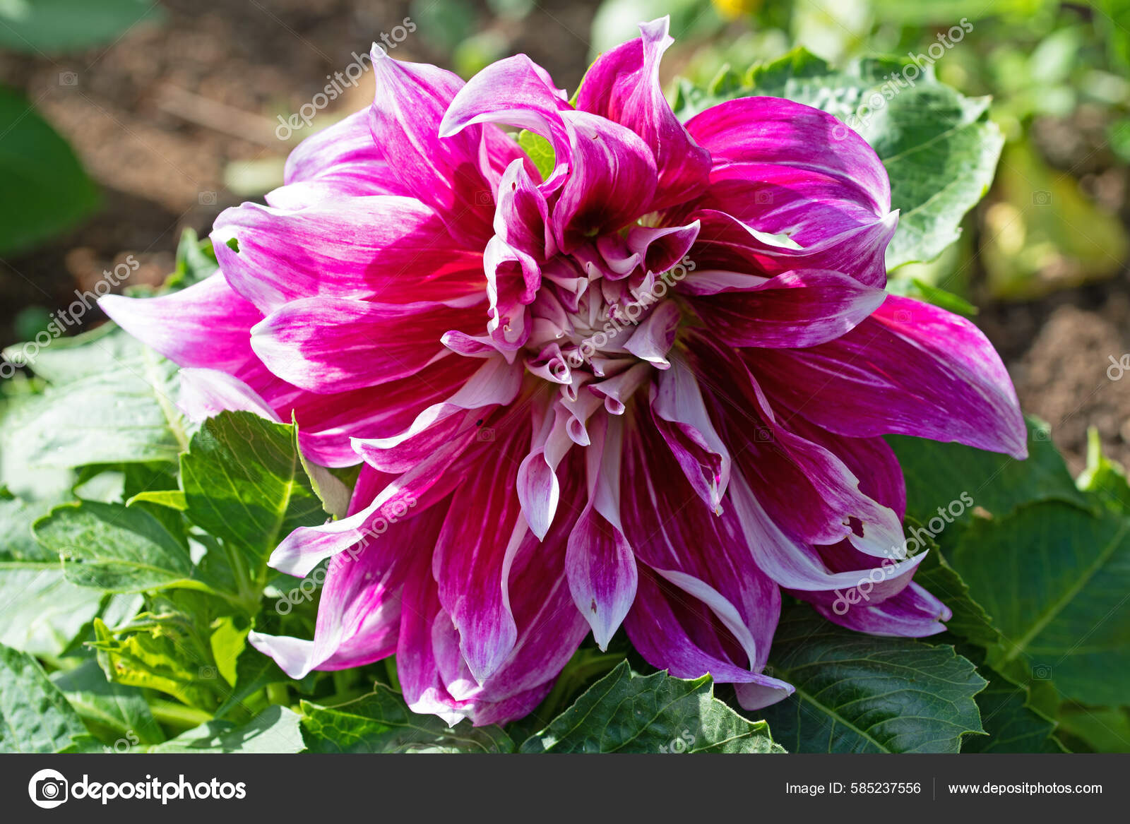 Capturing Dinner Plate Sized Explosion Dahlia Full Bloom July 2022