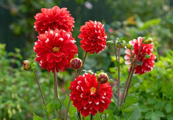 Capturing a group of red and white pom pom dahlias, in July, 2022.