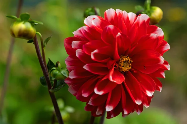 Capturing a red and white pom pom dahlia, in July, 2022.