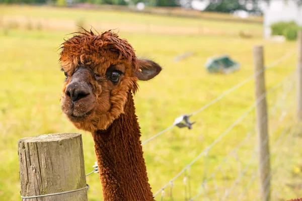 Alpacas are wonderful expressive animals that relate well to humans and are naturally gregarious.