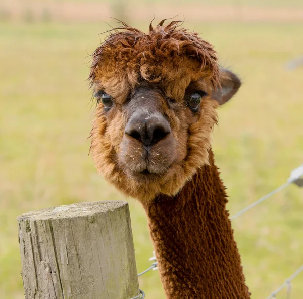 Alpacas are wonderful expressive animals that relate well to humans and are naturally gregarious.