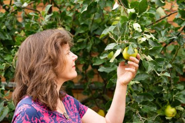 Capturing an attractive brunette checking and picking fresh eating apples ready for eating in early autumn.