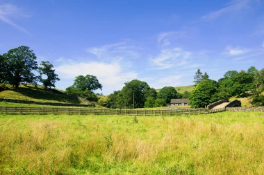 Capturing the lovely contrasting colours of the wild grasses flowering in August, with the deep blues of the sky.
