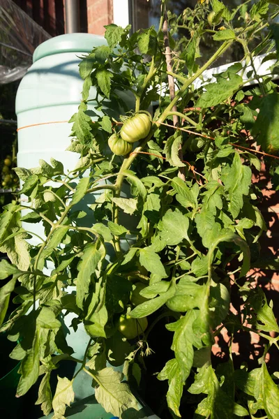 It is helpful when tomatoes ripen progressively across a truss, because it means you can pick them fresher and in more manageable numbers to avoid waste.
