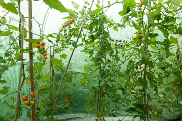 It is helpful when tomatoes ripen progressively across a truss, because it means you can pick them fresher and in more manageable numbers to avoid waste.