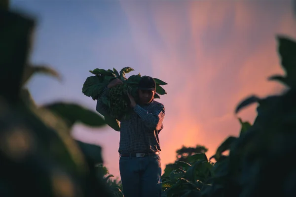 아시아 농부들은 농장에서 타블렛을 농사는 지면서 농업은 기술을 티아나 — 스톡 사진