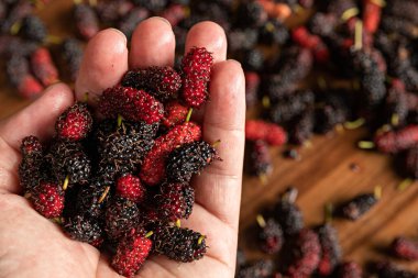 Ahşap masa zemininde dut. Morus Alba 'nın elini tutuyor. olgun dut meyvesi.